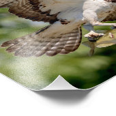 Osprey mit großem Mundbarsch Fotodruck (Ecke)