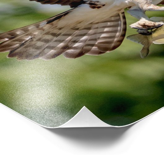 Osprey mit großem Mundbarsch Fotodruck (Ecke)