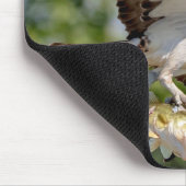 Osprey mit großem Mundbarsch Mousepad (Ecke)