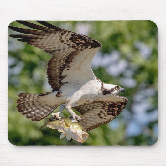 Osprey mit großem Mundbarsch Mousepad (Vorne)