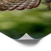 Osprey mit großem Mundbarsch Poster (Ecke)