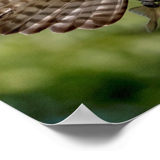 Osprey mit großem Mundbarsch Poster (Ecke)