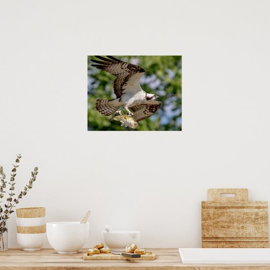 Osprey mit großem Mundbarsch Poster (Küche)