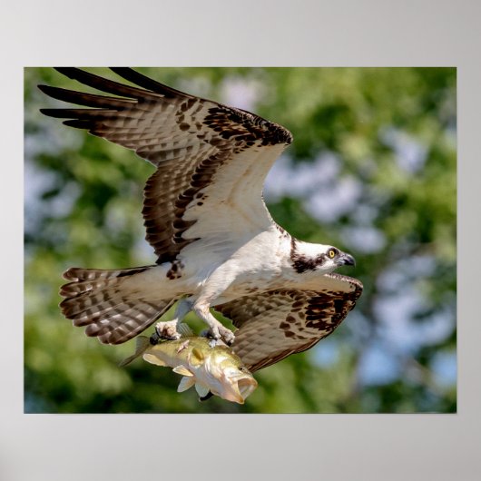Osprey mit großem Mundbarsch Poster (Vorne)