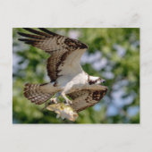 Osprey mit großem Mundbarsch Postkarte (Vorderseite)