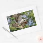 Osprey mit großem Mundbarsch Rechteckiger Aufkleber (Umschlag)