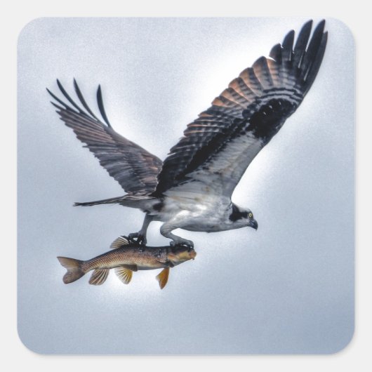 Osprey mit Walleye Fish HDR-Foto Quadratischer Aufkleber (Vorderseite)