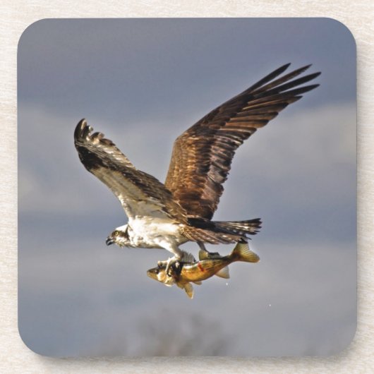 Osprey mit Walleye Fish HDR-Foto Untersetzer (Vorderseite)