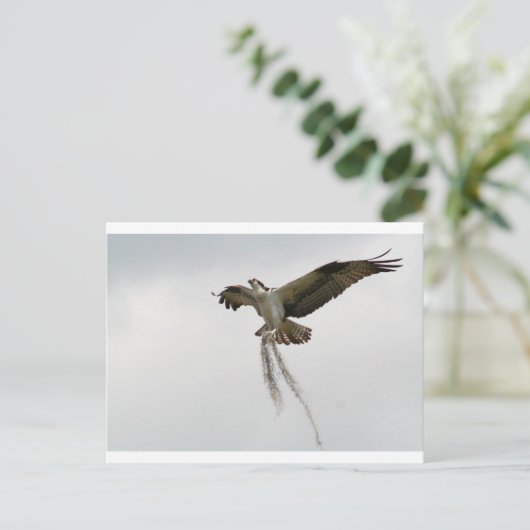 Osprey moss postkarte (Stehend Vorderseite)