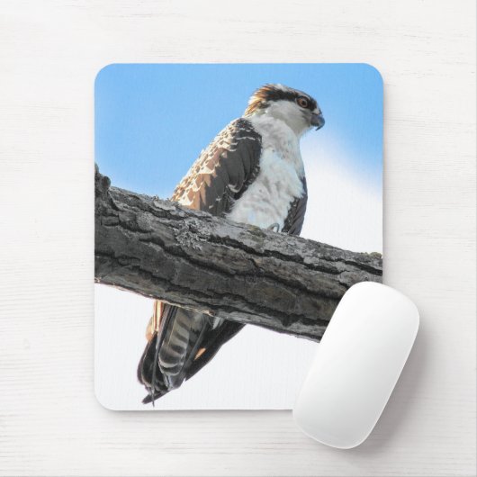 Osprey Mousepad (Mit Mouse)