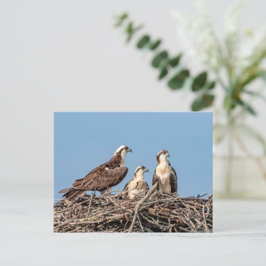 Osprey Mutter mit ihren Kindern Postkarte (Stehend Vorderseite)
