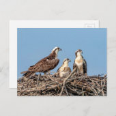 Osprey Mutter mit ihren Kindern Postkarte (Vorne/Hinten)