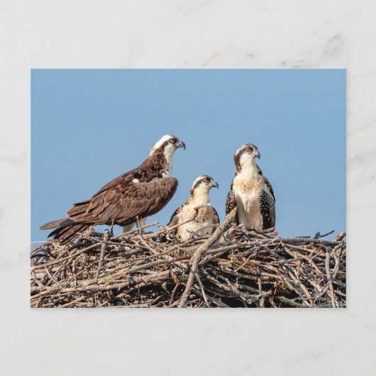Osprey Mutter mit ihren Kindern Postkarte (Vorderseite)