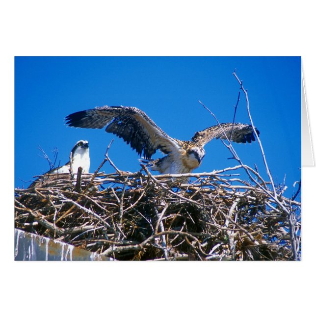 Osprey Nest (Vorderseite (Horizontal))