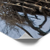 Osprey Nest Poster (Ecke)