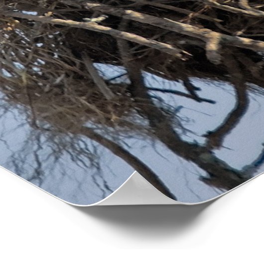 Osprey Nest Poster (Ecke)