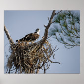 Osprey Nest Poster (Vorne)