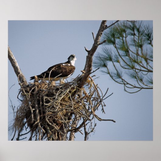Osprey Nest Poster (Vorne)