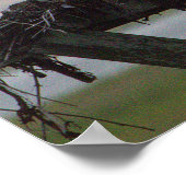 Osprey Nest Poster (Ecke)