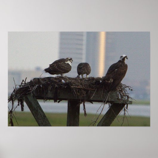 Osprey Nest Poster (Vorne)