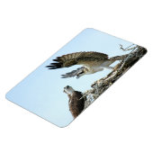 Osprey oder Habichtsfamilie Premium Flexi Magnet (Linke Seite)