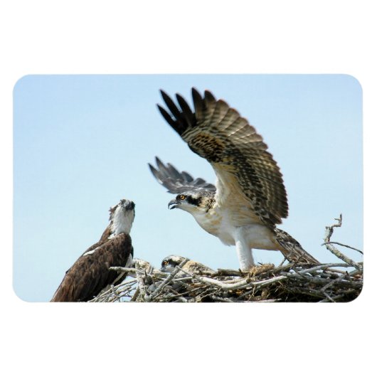 Osprey oder Habichtsfamilie Premium Flexi Magnet (Horizontal)