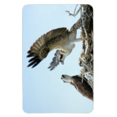 Osprey oder Habichtsfamilie Premium Flexi Magnet (Vertikal)