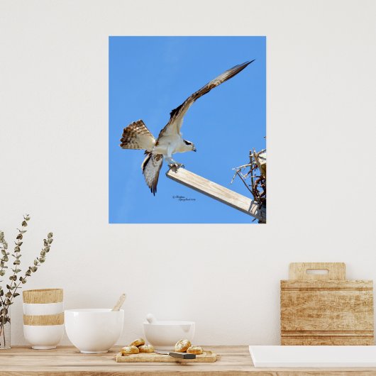Osprey oder Hawk gedehnte Flügel Poster oder Print (Küche)