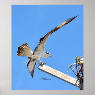 Osprey oder Hawk gedehnte Flügel Poster oder Print