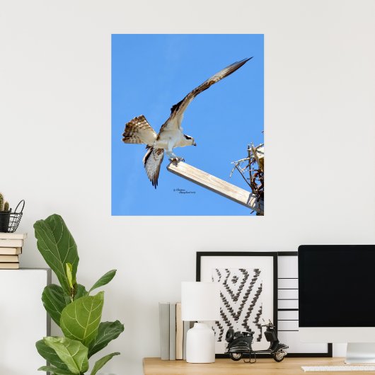 Osprey oder Hawk gedehnte Flügel Poster oder Print (Heimbüro)