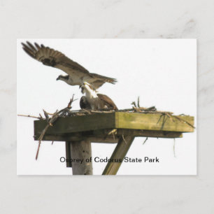 Osprey of Codorus Staat Park Postkarte