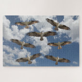 Osprey-Parade am Himmel Puzzle (Horizontal)