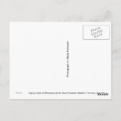 Osprey Postcard Postkarte (Rückseite)