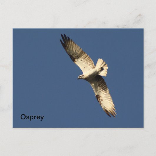 Osprey Postcard Postkarte (Vorderseite)