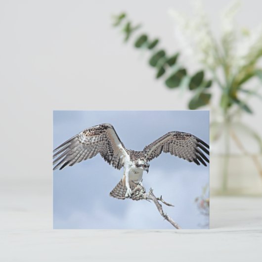 Osprey Postcard Postkarte (Stehend Vorderseite)