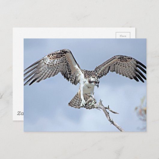 Osprey Postcard Postkarte (Vorne/Hinten)