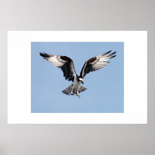 Osprey Poster