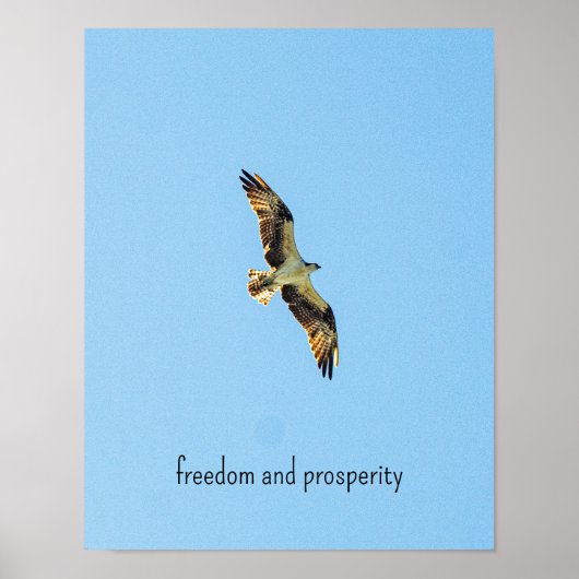 Osprey Poster (Vorne)