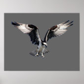 Osprey Poster (Vorne)