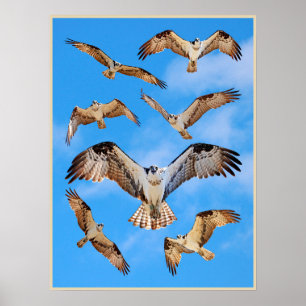Osprey-Poster Poster