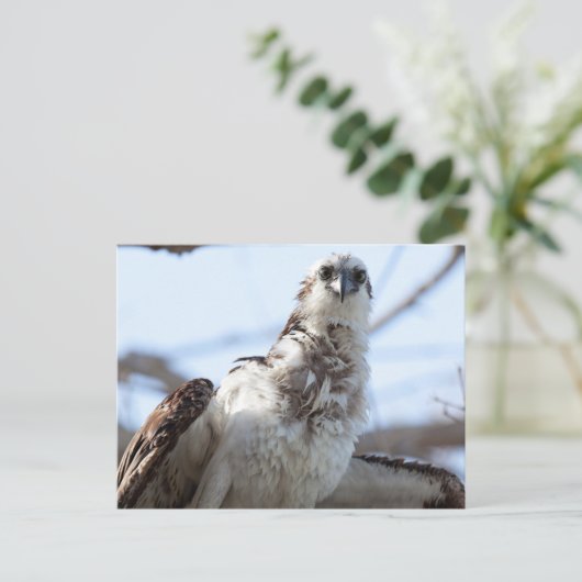 Osprey Postkarte (Stehend Vorderseite)