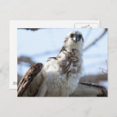 Osprey Postkarte (Vorne/Hinten)