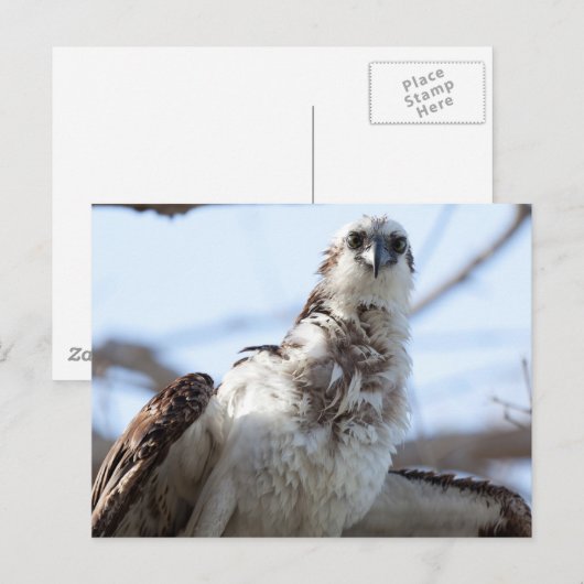 Osprey Postkarte (Vorne/Hinten)