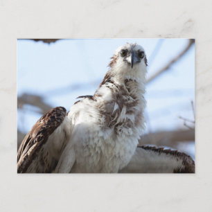 Osprey Postkarte