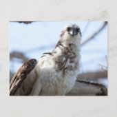 Osprey Postkarte (Vorderseite)