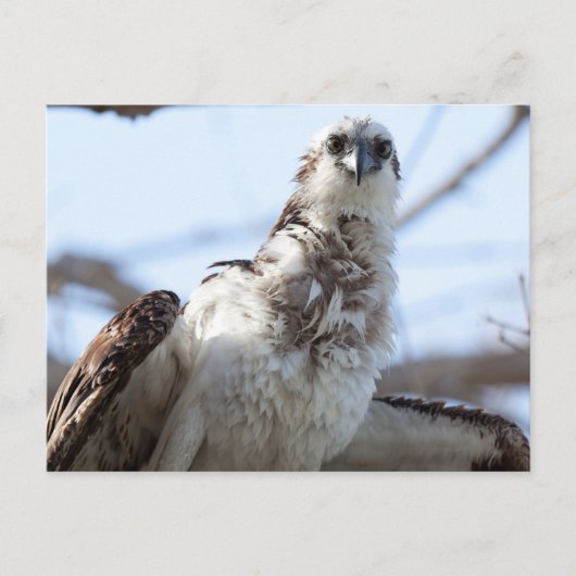 Osprey Postkarte (Vorderseite)