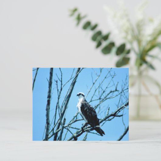 Osprey Postkarte (Stehend Vorderseite)