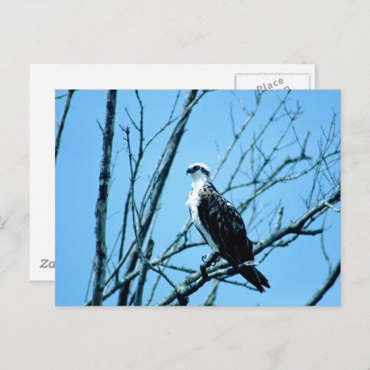 Osprey Postkarte (Vorne/Hinten)