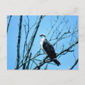 Osprey Postkarte (Vorderseite)
