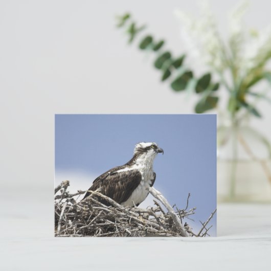 Osprey Postkarte (Stehend Vorderseite)